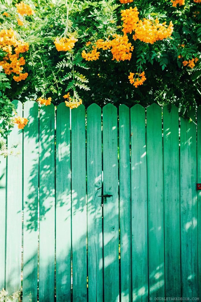 Charming turquoise wooden fence with pointed tops complemented by lush greenery and orange blooms for backyard privacy.