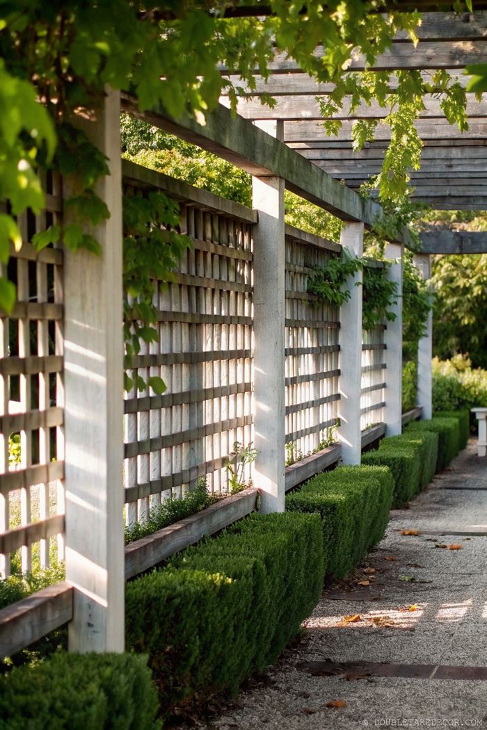 Secluded garden pathway with wooden trellis covered in vines, bordered by neat boxwood hedges