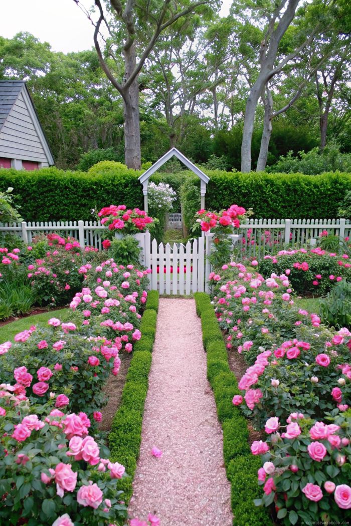 Vibrant pink roses line a path bordered by trimmed hedges with a white picket fence and arched gate creating a peaceful shabby chic garden retreat.