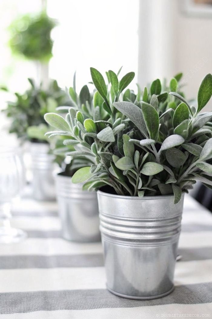 Lush potted plants in shiny metal containers arranged on a striped tablecloth, creating a rustic farmhouse centerpiece