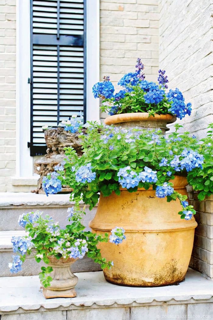 Vibrant blue flowers overflow from terracotta pots on steps against a brick wall with black shutters, creating a welcoming entrance.