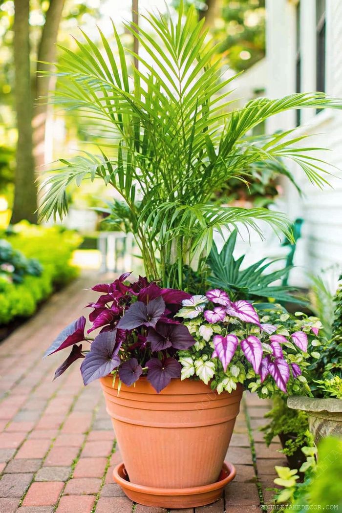 Lush palm and colorful foliage plants arranged in a terracotta pot, featuring purple and pink heart-shaped leaves on a brick pathway.